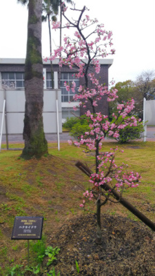 ハナカイドウ(花海棠)